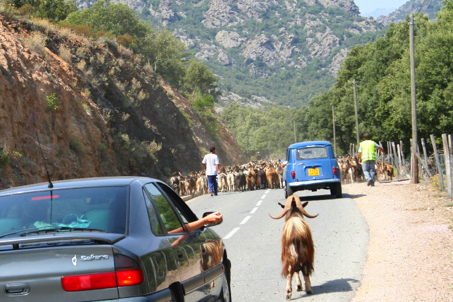 transhumance.1186584408.jpg