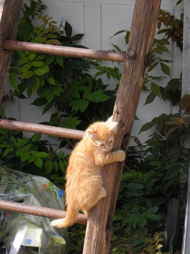 chaton-echelle.1256983271.jpg