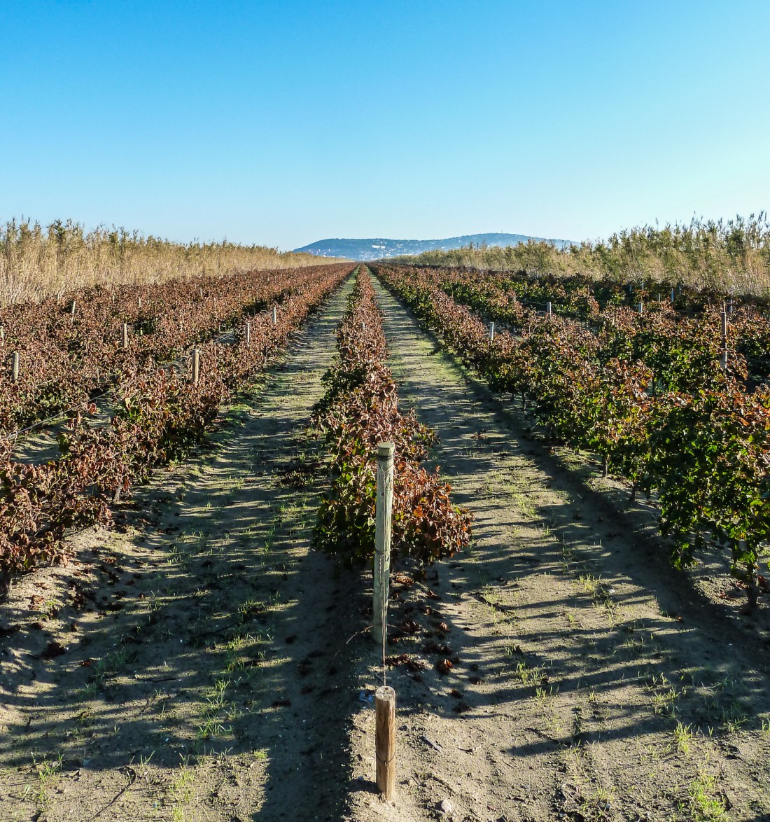 sete vigne Listel-1050002