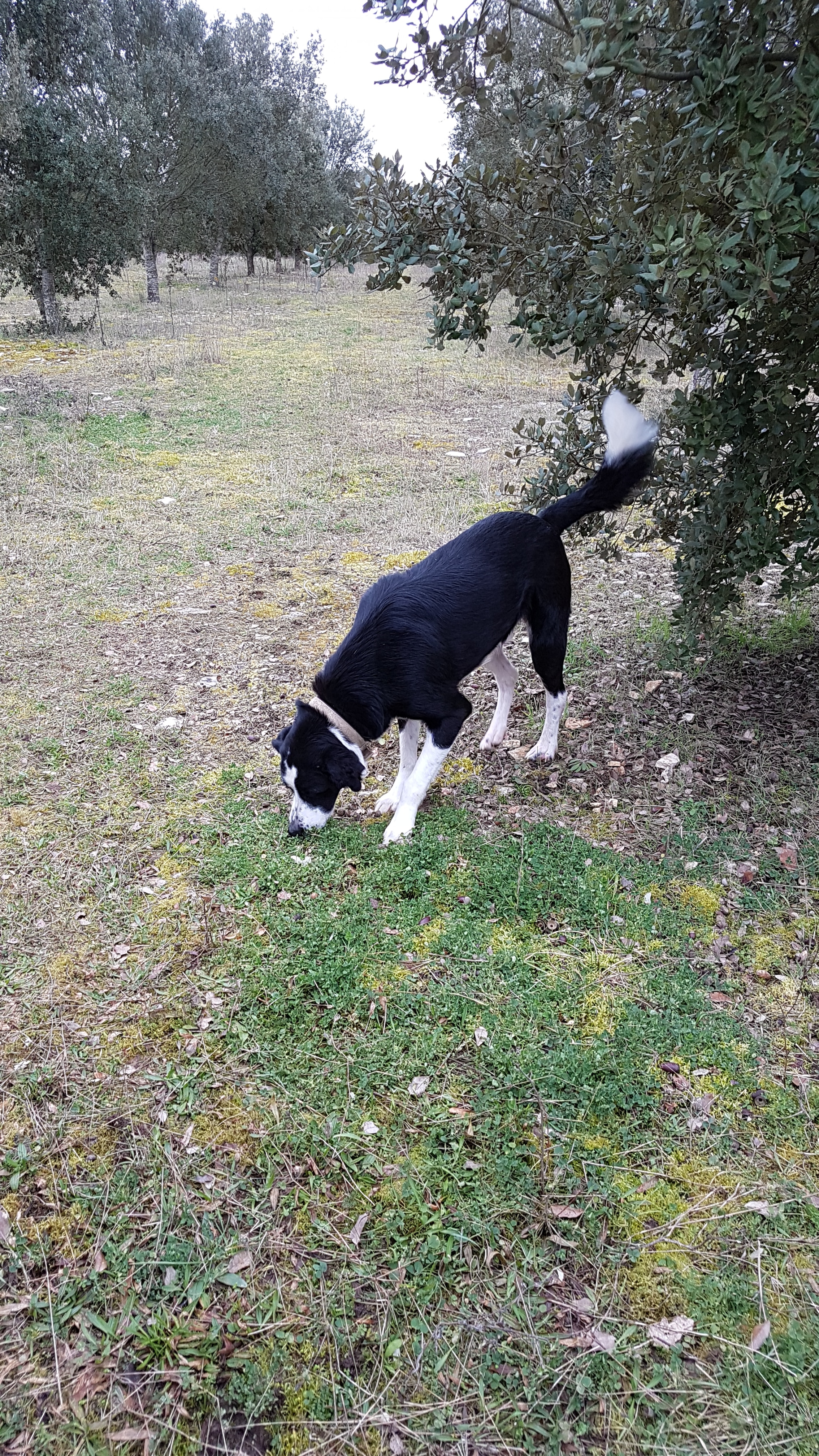 IMG_20180219_153713_553