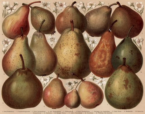 Birnensorten_Lucas